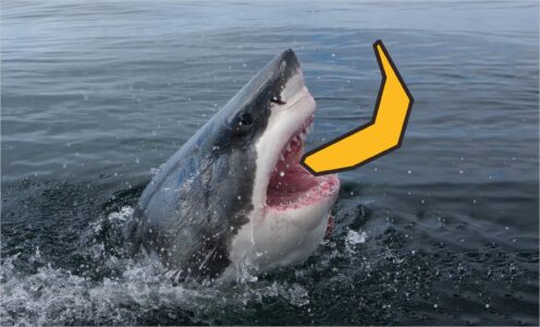 Great white shark breaching with Equifruit banana icon in playful brand overlay