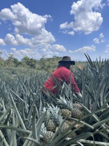 Farmer harvesting Fairtrade pineapples in a field under a blue, cloudy sky.